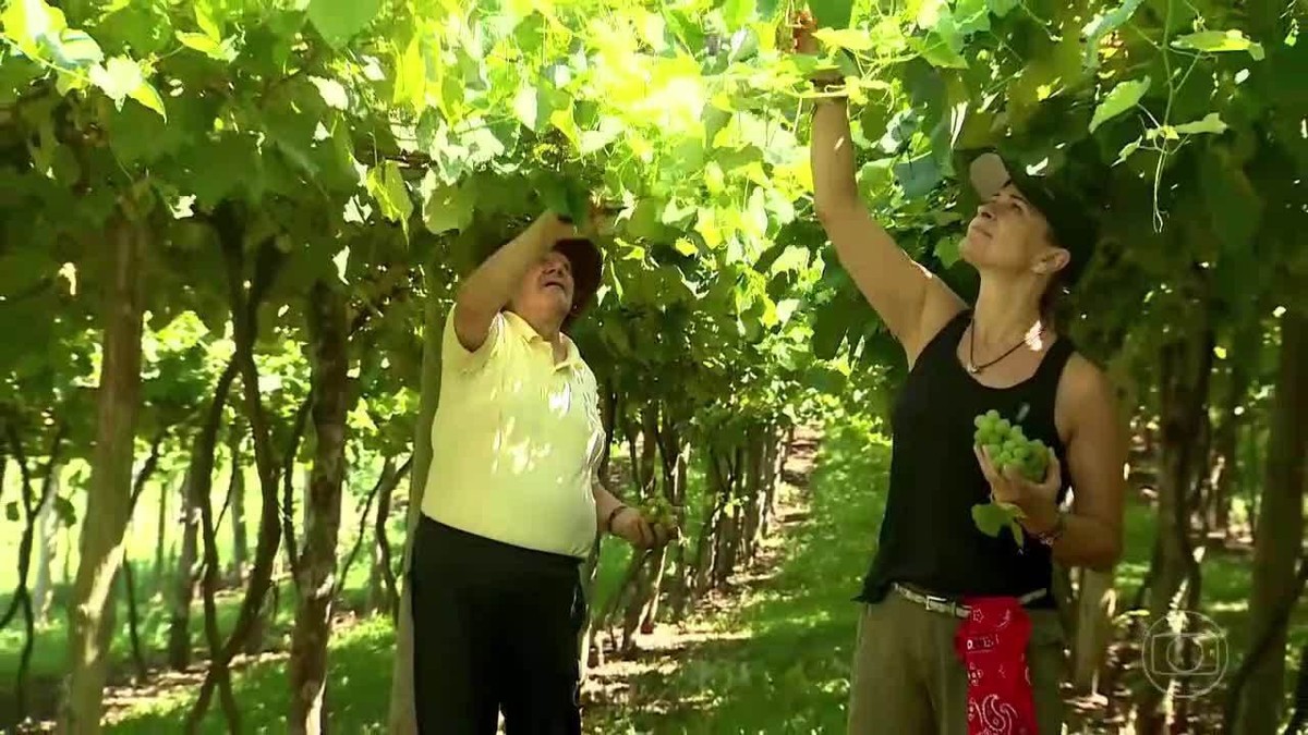 Pai e filha resgatam as raízes e mantêm cultivo de uva Goethe em SC: ‘Resolvi plantar para reviver o passado’ | Globo Repórter
