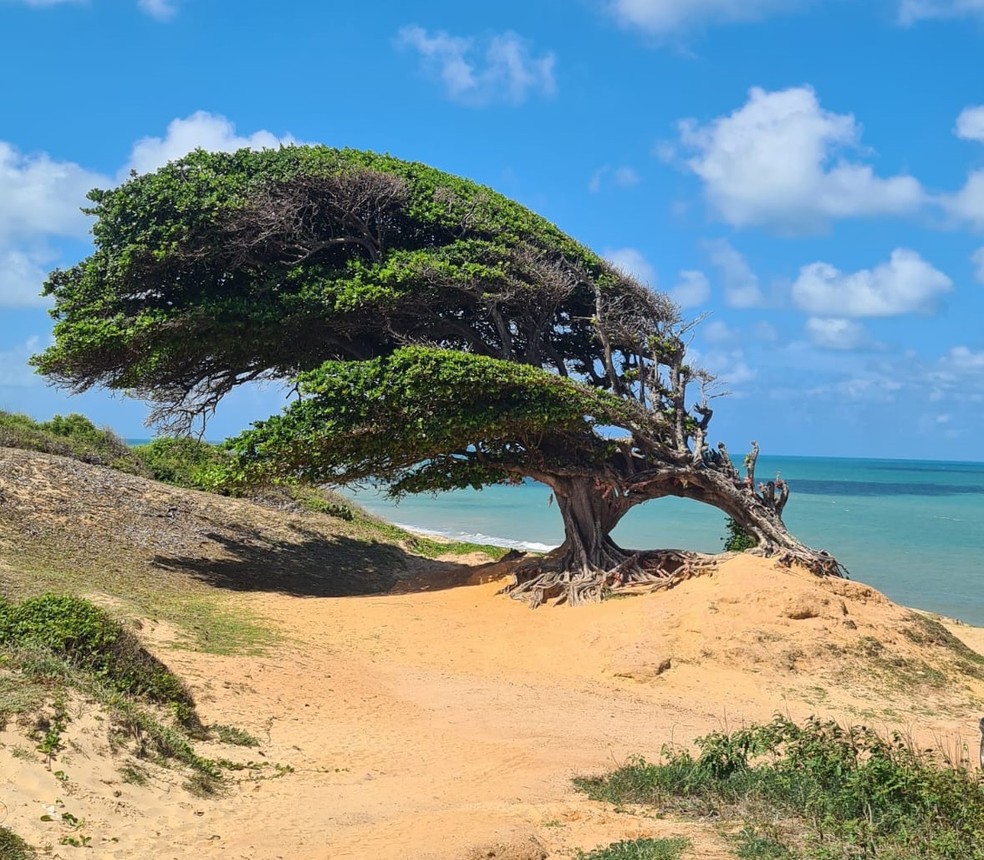 Árvore do Amor em Maxaranguape, RN — Foto: Fernanda Zauli/g1