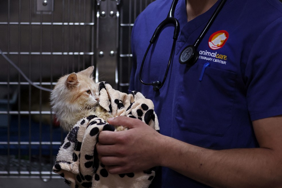 Veterinário cuida de um gato que sofre de Peritonite Infecciosa Felina — Foto: CHRISTINA ASSI / AFP