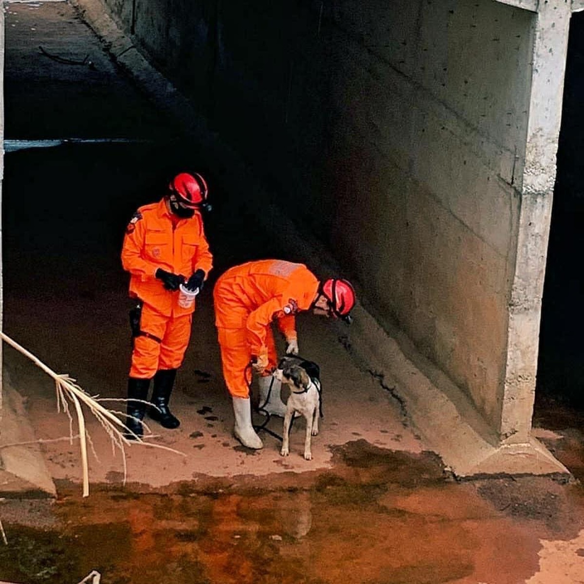 Bombeiros Resgatam Cão Preso Há Três Dias Em Galeria De água Em Paraíso Tocantins G1 8011