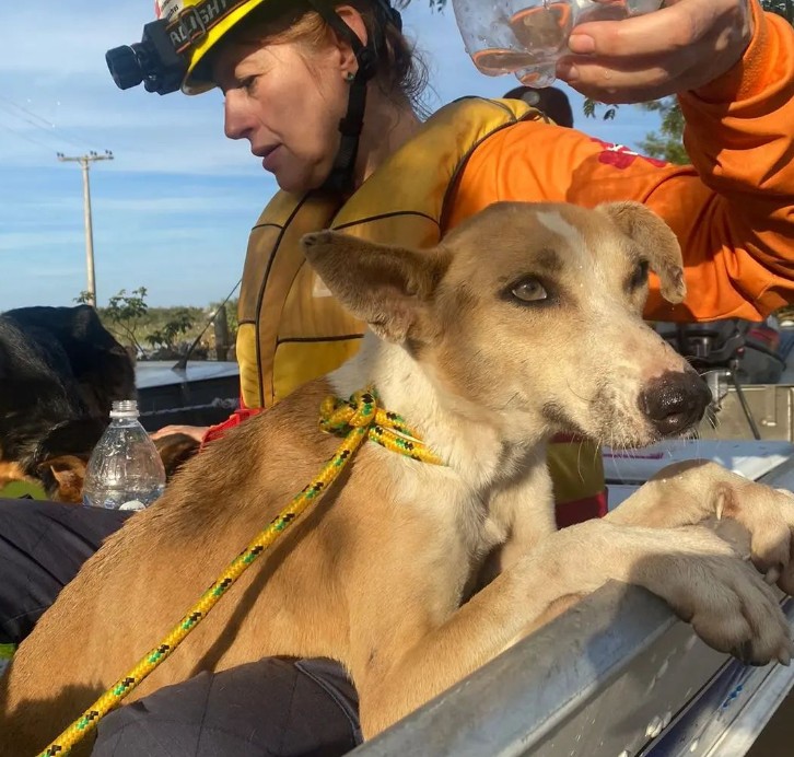 Mais de 200 animais resgatados em enchentes no RS ganham novo lar após feira de adoção