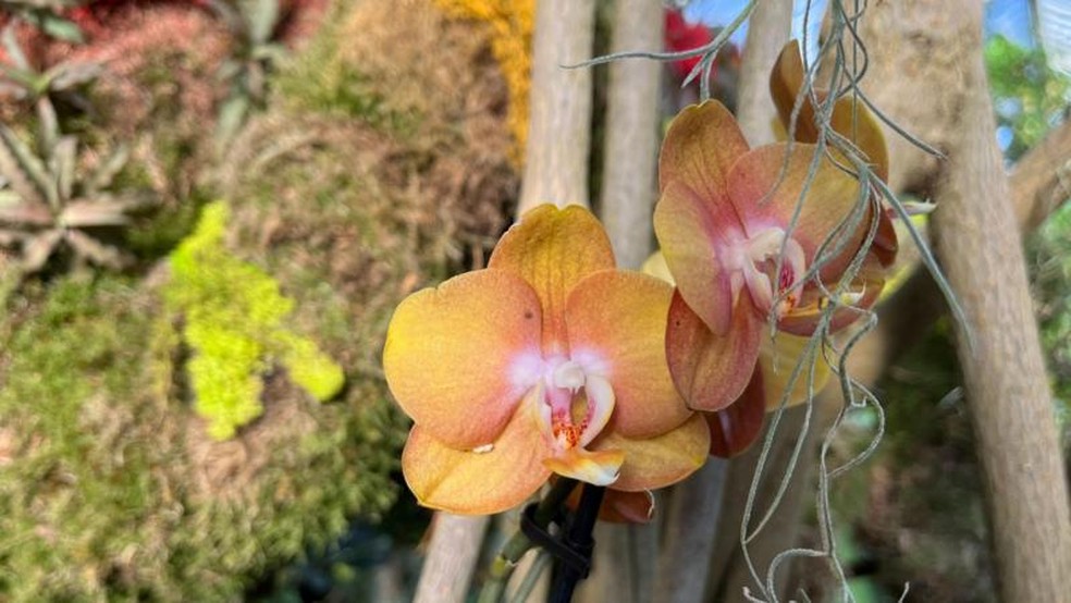 Mais da metade das orquídeas são classificadas como plantas epífitas e usam as árvores apenas como apoio — Foto: BBC