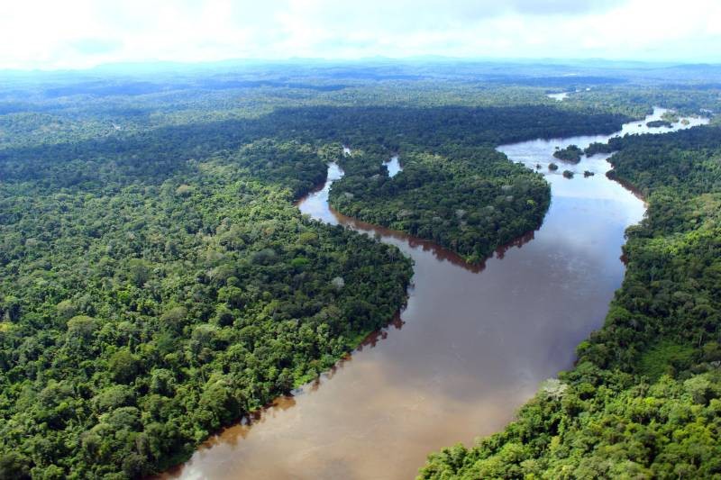 Semas cancela Cadastros Ambientais irregulares na Floresta do Paru e no Parque das Árvores Gigantes