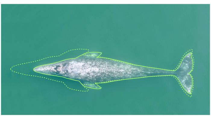 Mudanças climáticas fizeram baleias-cinzentas diminuírem de tamanho, aponta estudo