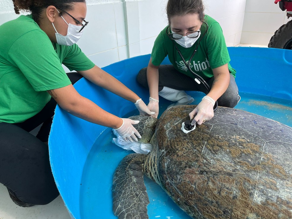 Tartaruga-verde recebe cuidados de médicas veterinárias após ser resgatada em São Miguel dos Milagres — Foto: Instituto Biota