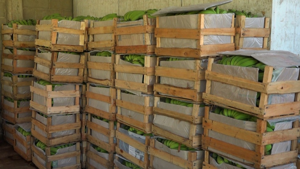 Banana que iria para o lixo vira amido que pode abastecer indústria no Espírito Santo — Foto: Reprodução/ TV Gazeta