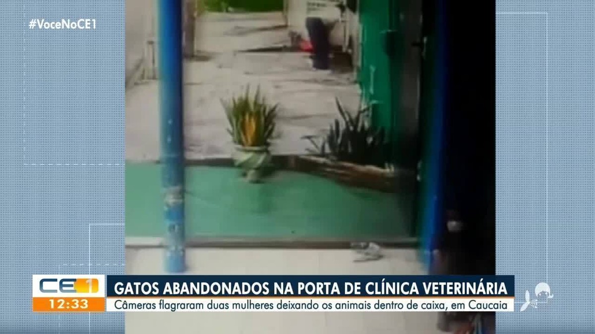 Mulheres são flagradas abandonando gatos na porta de clínica veterinária