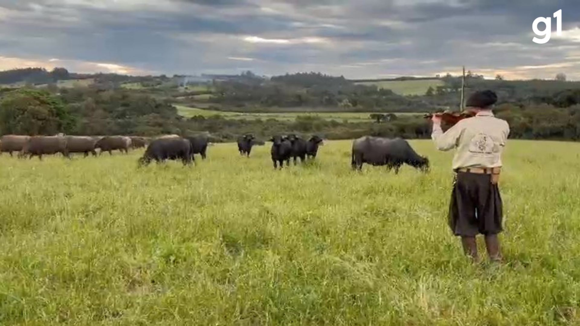 VÍDEO: 'Encantador de búfalos' toca violino para conduzir animais | G1