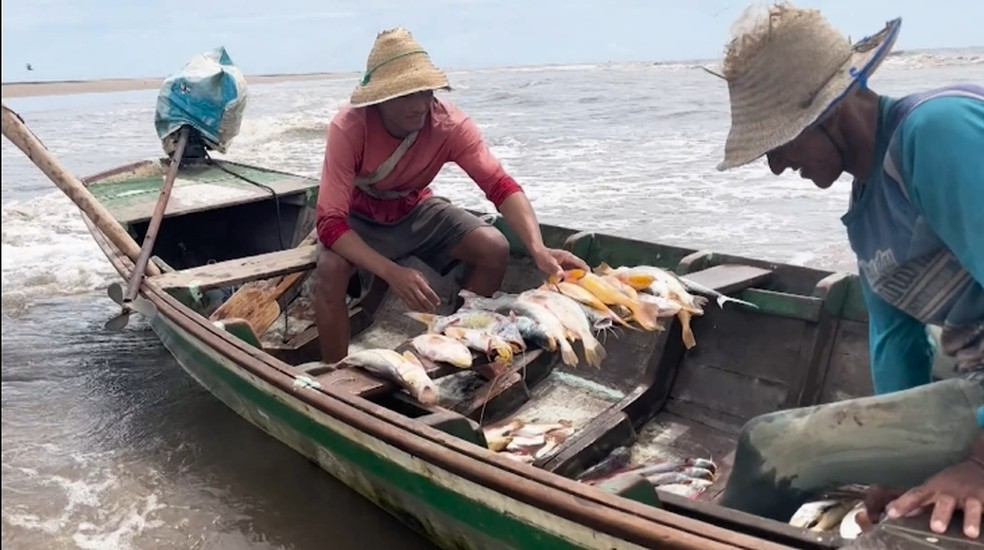 Litoral do Piauí tem mais de 130 espécies de peixes em risco de extinção — Foto: Reprodução/TV Clube