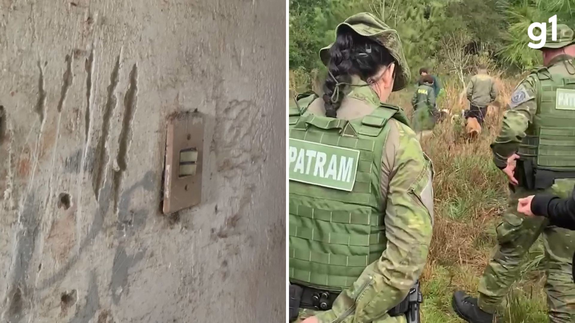 Ibama investiga presença de puma em Viamão após nove cães mortos e quatro cavalos feridos  