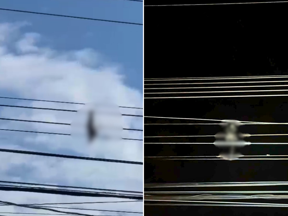 Filhote de gato morre após ser amarrado e arremessado na rede elétrica no interior de SP