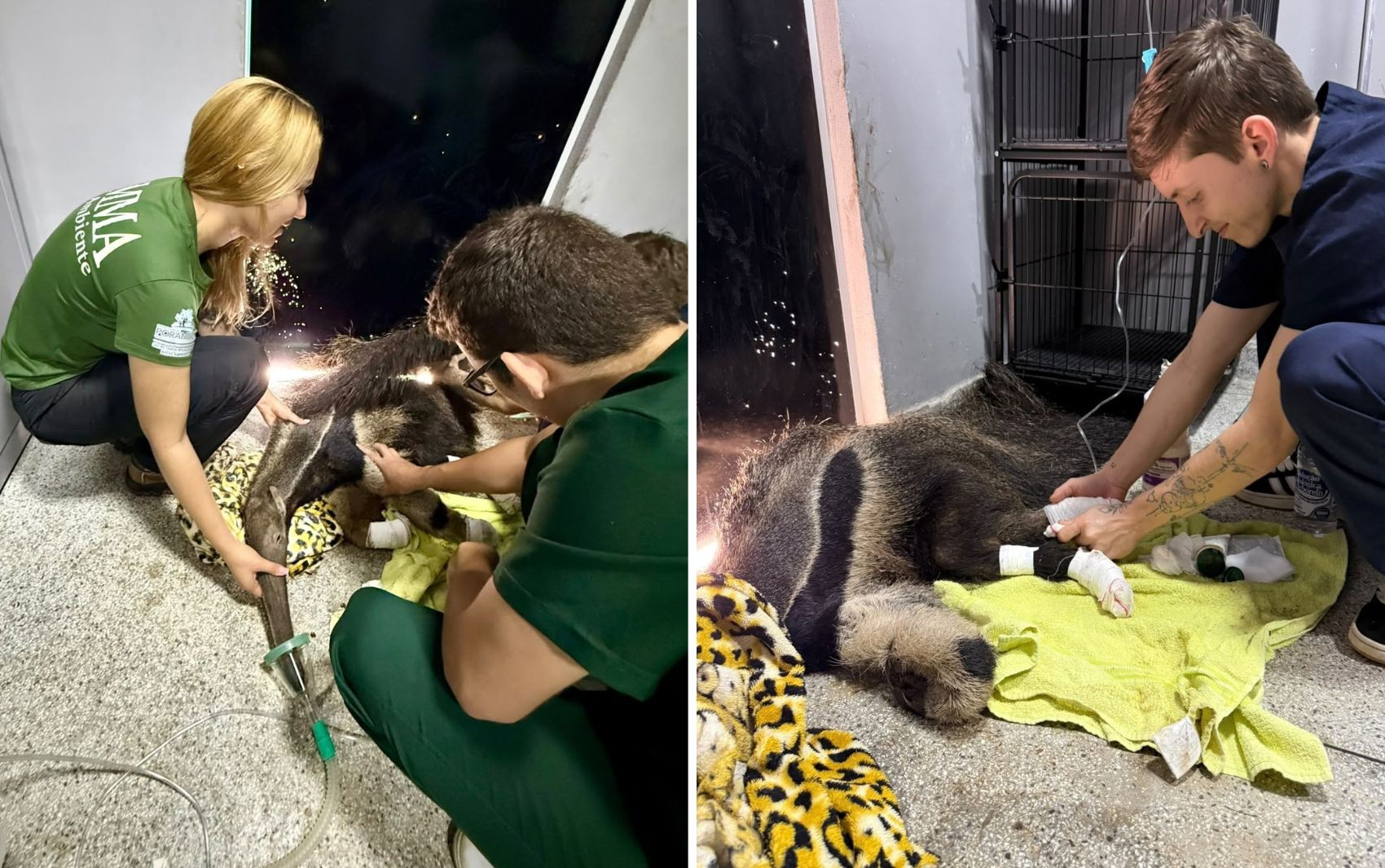 Tamanduá é resgatado com as patas queimadas durante incêndio florestal em Goiás