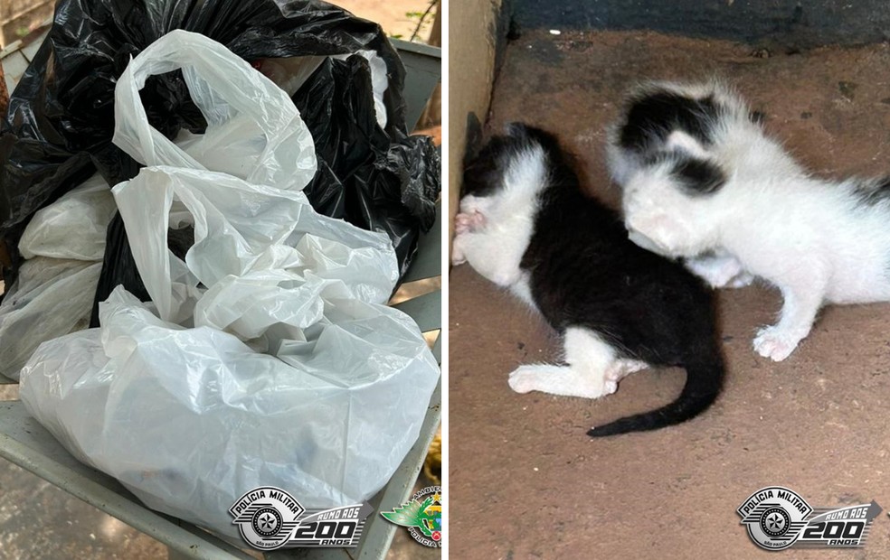 Filhotes de gato são resgatados de saco de lixo em SP: 'Pensei que