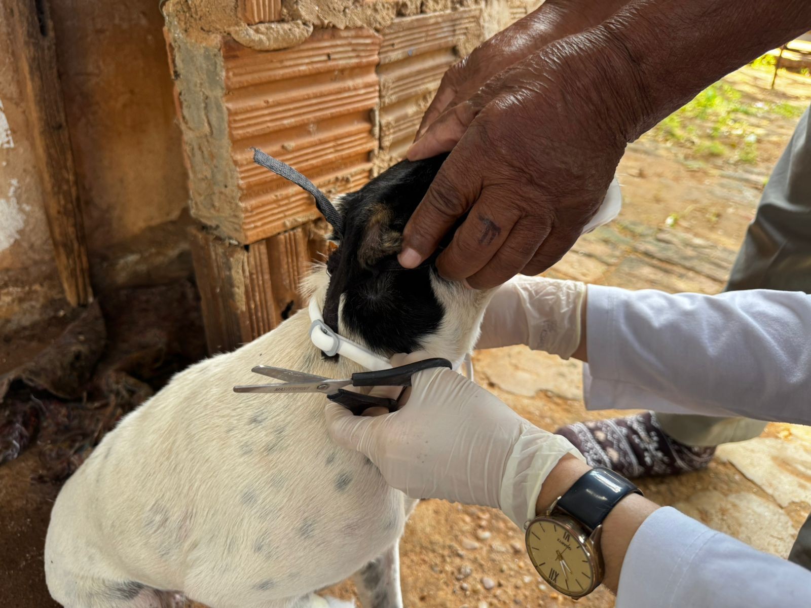 Controle de Controle de Zoonoses realiza encoleiramento de cães para prevenção da leishmaniose em Dracena