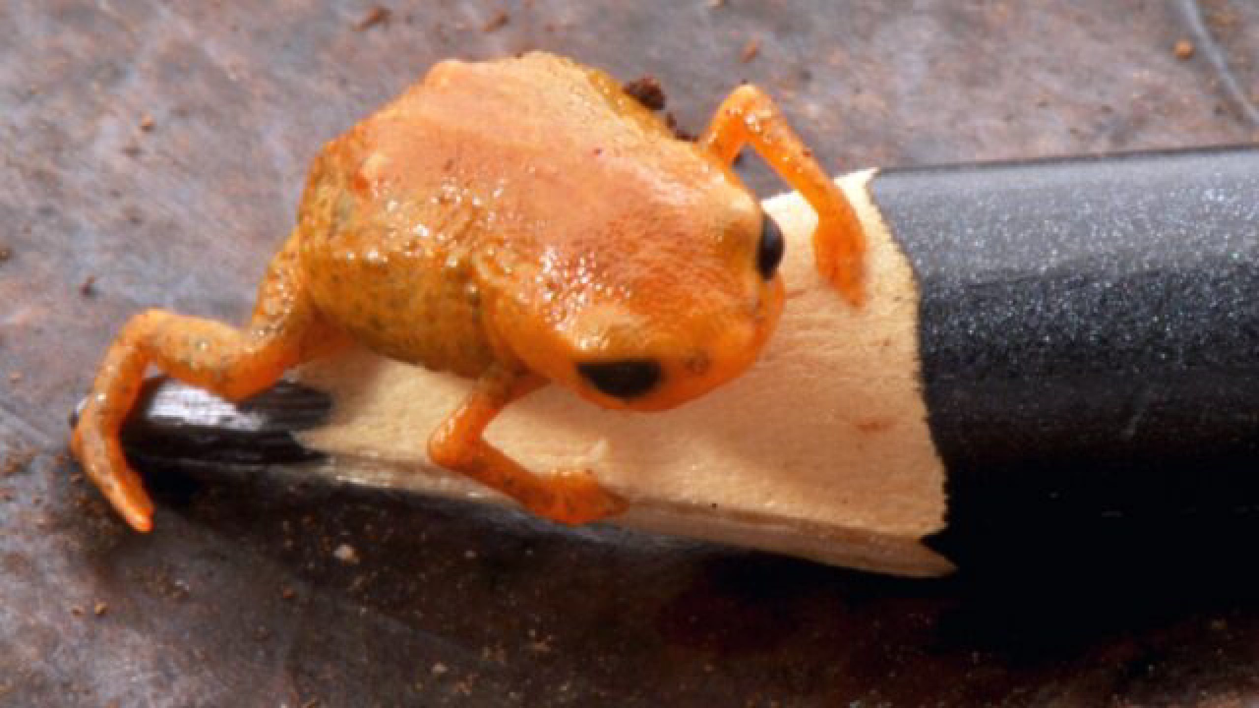 Descoberta de nova espécie de sapo com 13 mm reforça reivindicação de proteção de montanhas entre PR e SC: 'Ambiente muito único e frágil'