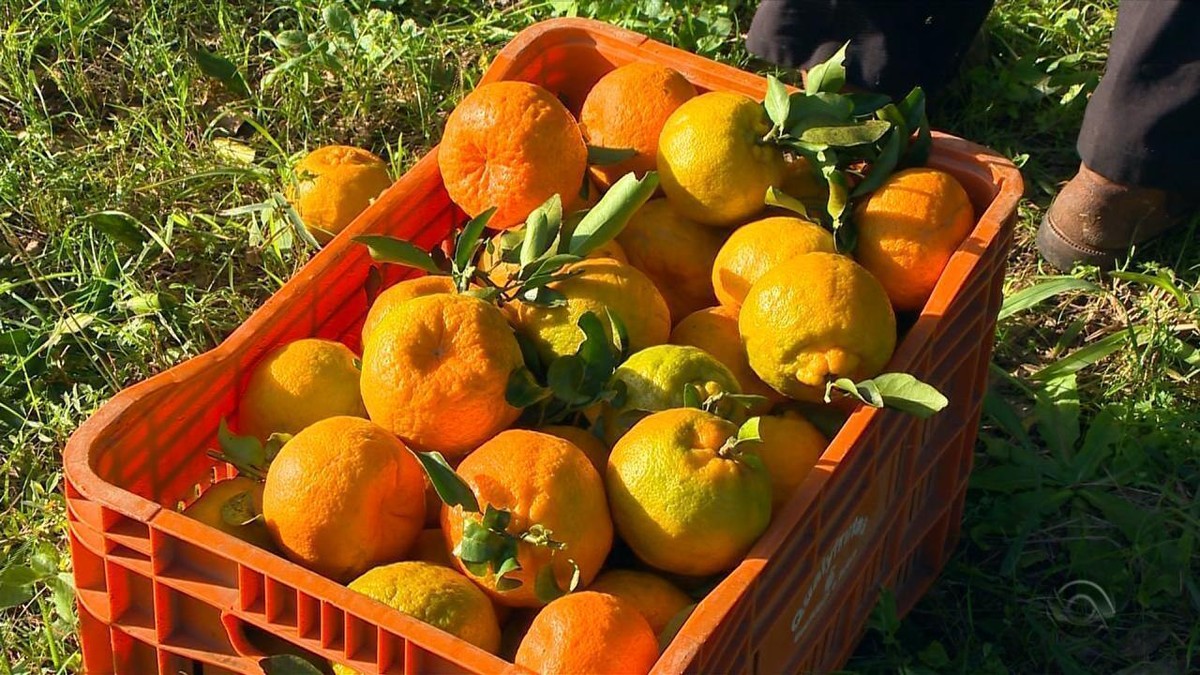 Pequenos produtores de Liberato Salzano se destacam na produção de citrus no Rio Grande do Sul