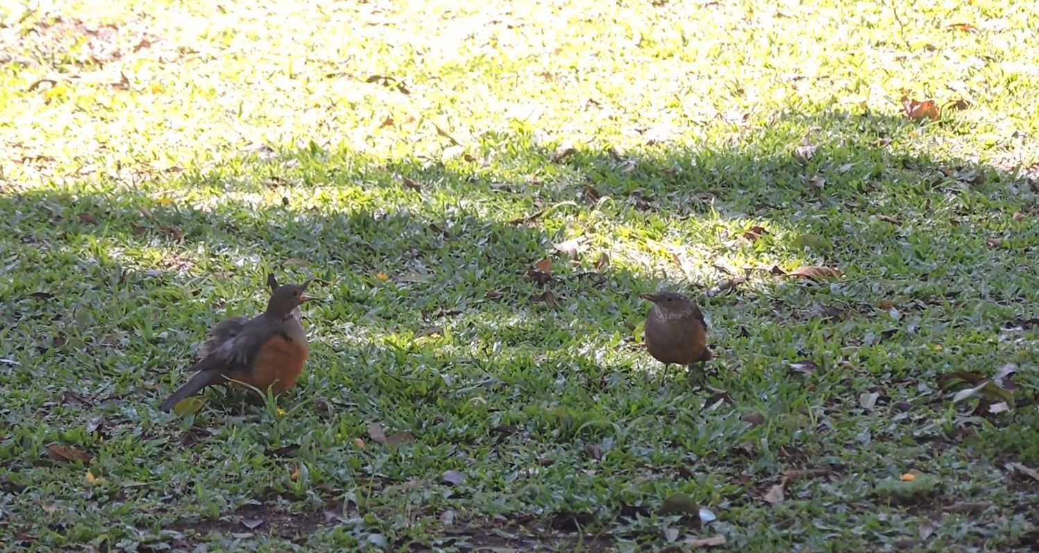 Registro raro mostra sabiá em comportamento diferente para atrair fêmea
