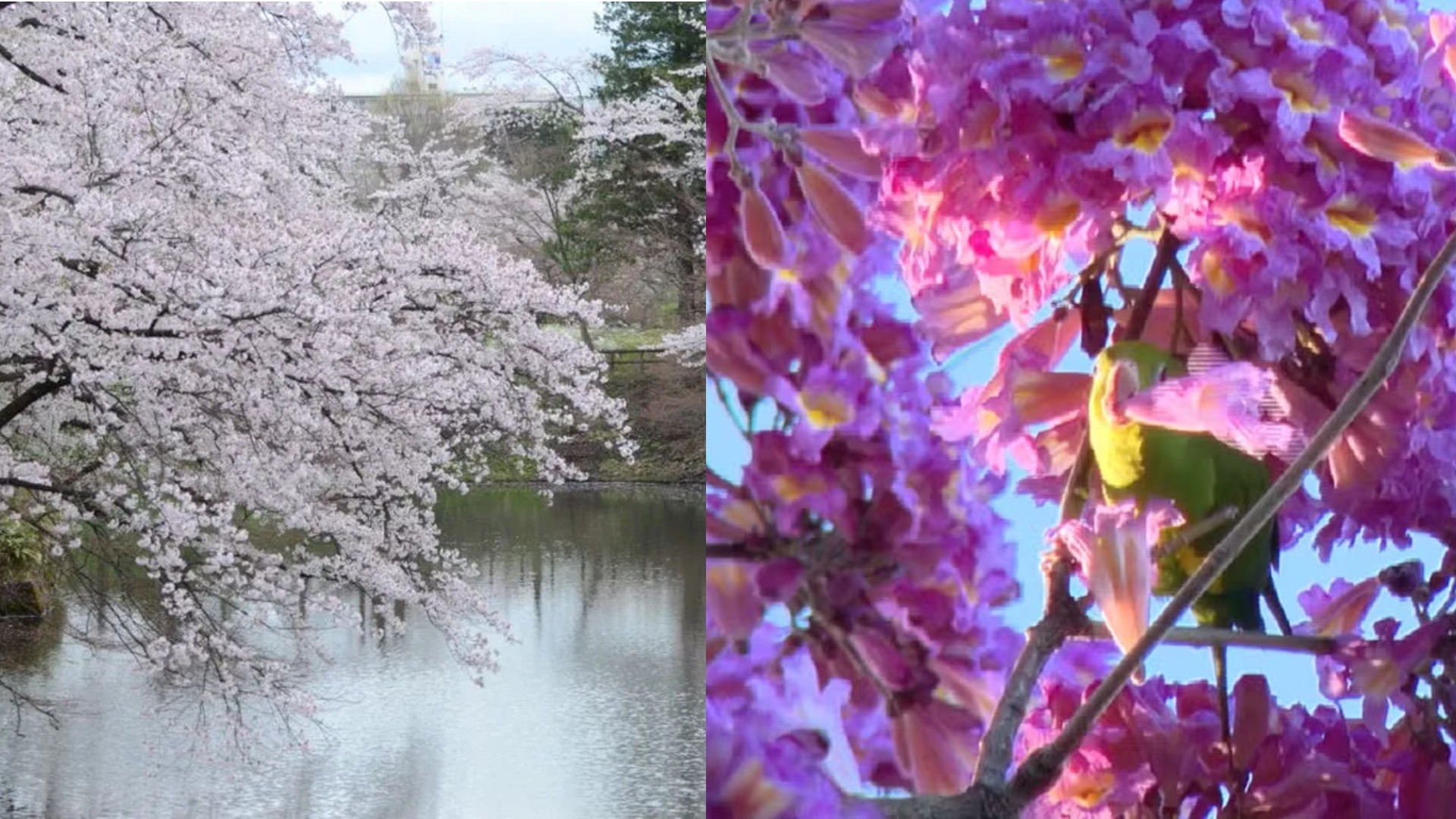 'Sakura brasileira': a mágica florada dos ipês no Pantanal que encanta como as cerejeiras do Japão; veja vídeo