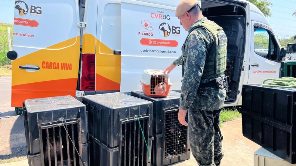 3 de 3
Os 36 animais foram resgatados da situa&ccedil;&atilde;o de maus-tratos e encaminhados para uma ONG de Mar&iacute;lia &mdash; Foto: Pol&iacute;cia Militar/Divulga&ccedil;&atilde;o