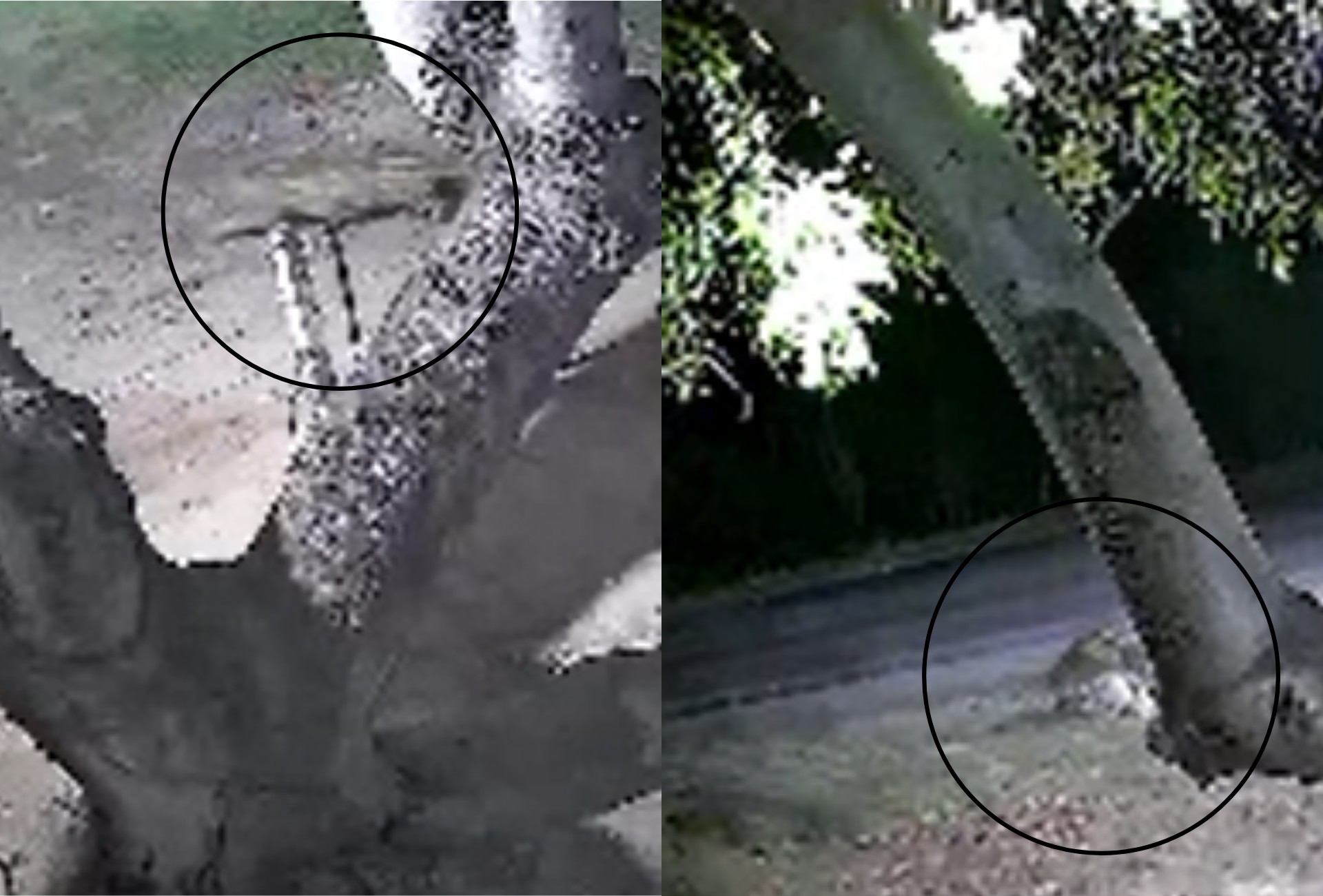 Onça-pintada ataca cachorro minutos após família chegar de festa em Corumbá