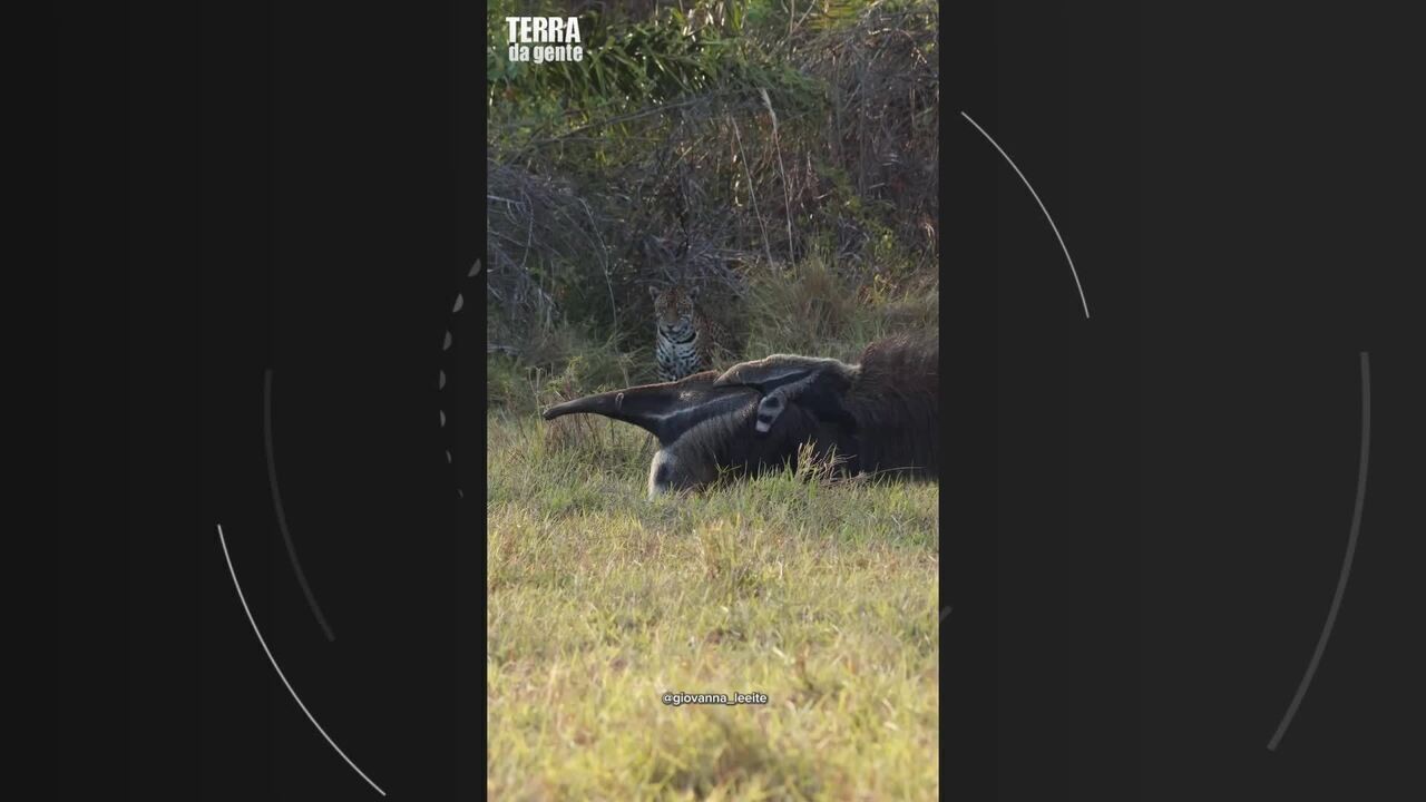 Bióloga registra encontro raro entre onça-pintada e tamanduá com filhote no Pantanal