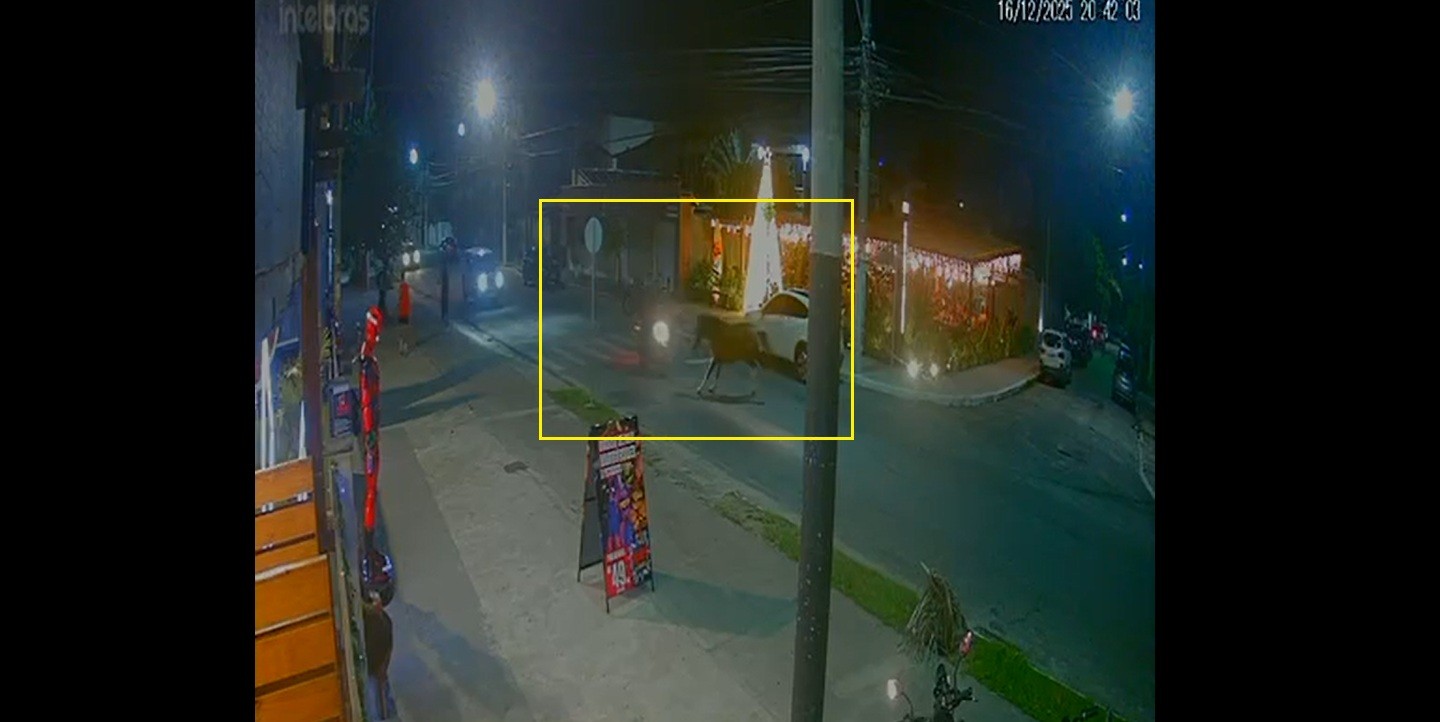 
Cavalo solto corre por avenida e atinge motociclista em Cabo Frio; VÍDEO 