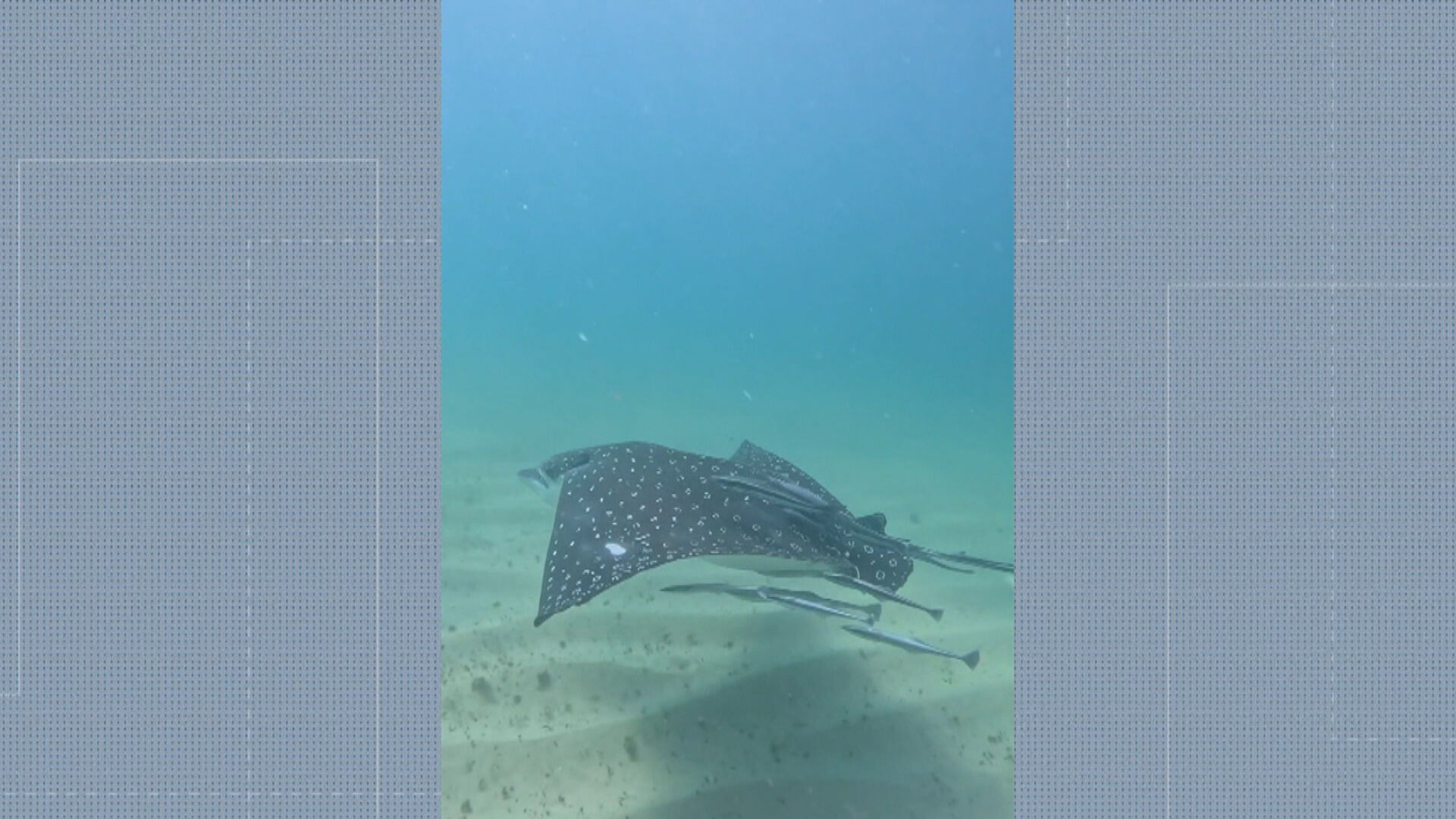 Raia-chita gigante é flagrada nas águas cristalinas do Arpoador