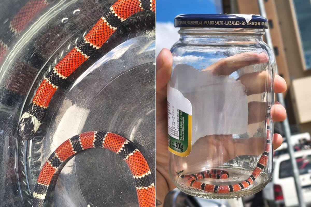 Pai e filho são hospitalizados após picadas de coral-verdadeira no litoral de SP; VÍDEO