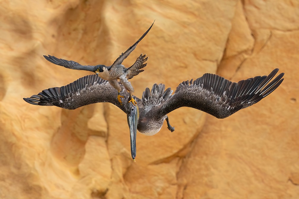 'Pegue o touro pelos chifres'  - Falcão-peregrino ataca um pelicano que chegou perto do seu ninho. Foto vencedora do prêmio principal e também da categoria Comportamento de Aves.  — Foto: Jack Zhi/Bird Photographer of the Year