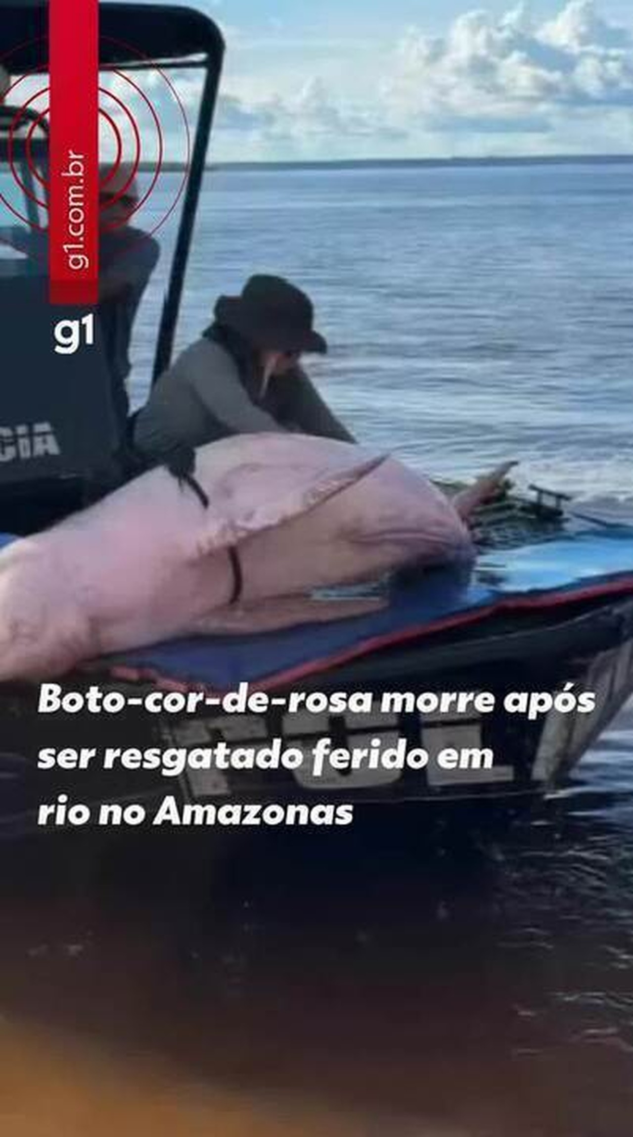 Boto-cor-de-rosa morre após ser resgatado ferido no Amazonas | G1