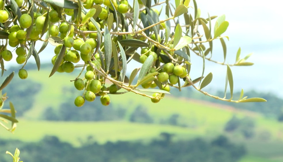 Safra de azeitonas na Mantiqueira pode bater recorde em 2026 e impulsionar produção de azeite gourmet