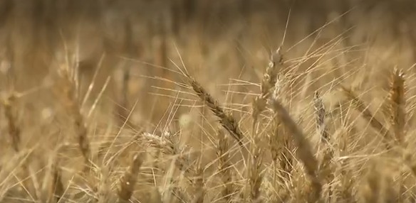 Área plantada de trigo deve ser menor no Paraná em 2024