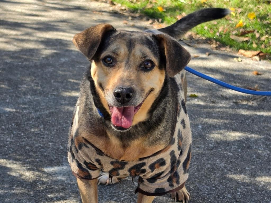 Taubaté faz campanha de arrecadação de roupas e cobertores para animais