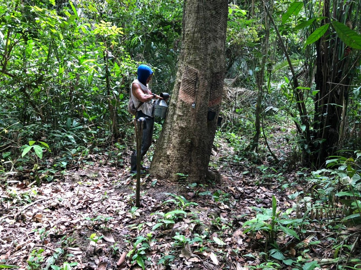 Empate': conheça a estratégia utilizada pelos seringueiros do Acre para  impedir o desmatamento - Portal Amazônia