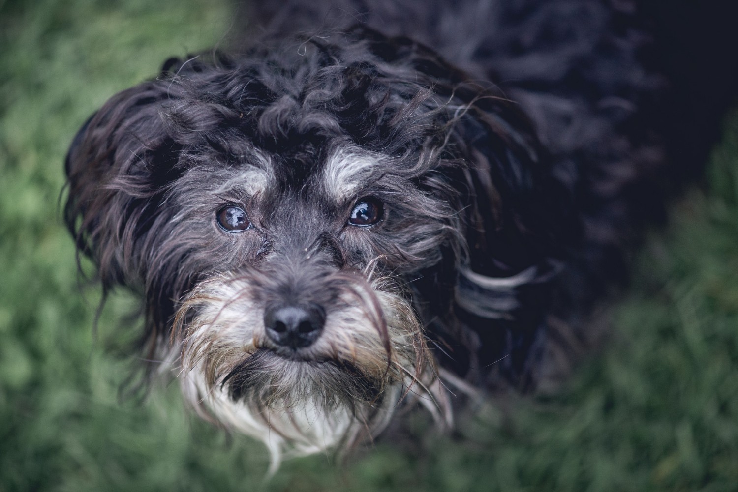 Rampas, meias e fraldas para pet sênior: o que vale o investimento (e o que é cilada) para animais de estimação idosos?