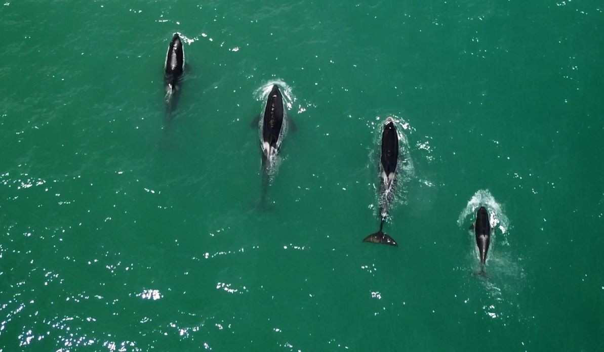 Grupo de orcas é flagrado no litoral norte do RJ; veja vídeo