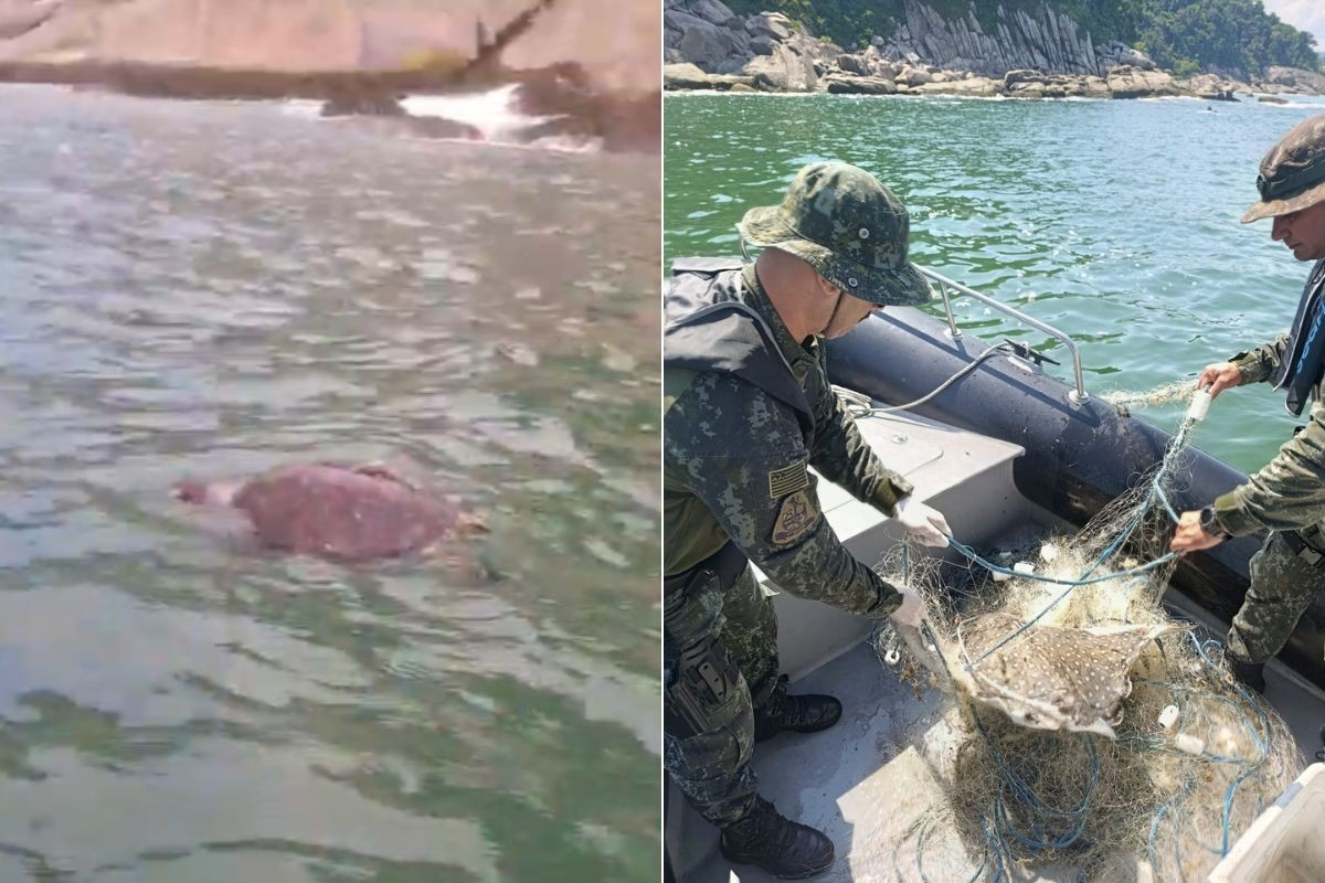 Quatro tartarugas e uma raia são encontradas mortas em rede de pesca de 100 metros no mar em SP; VÍDEO
