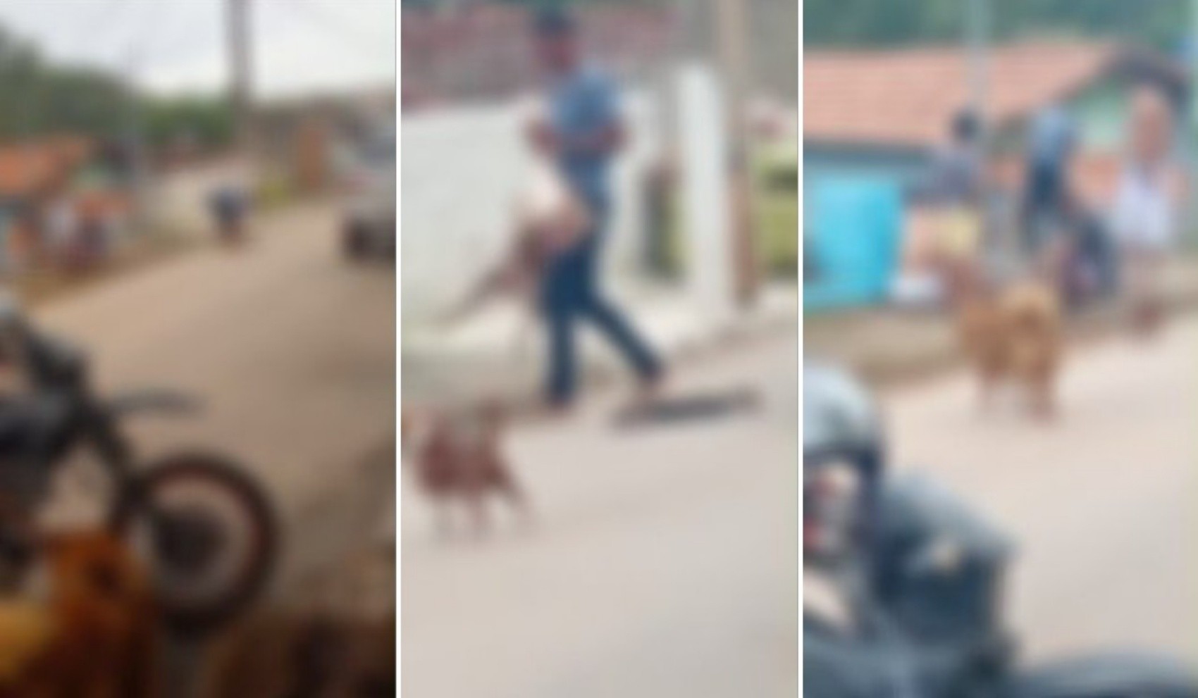 VÍDEO: Pitbull é agredido com socos após atacar animais em Conceição da Aparecida