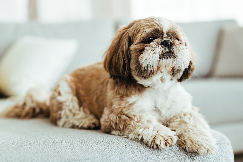 Comida natural pode ser a solução para os desafios da raça do seu cachorro 