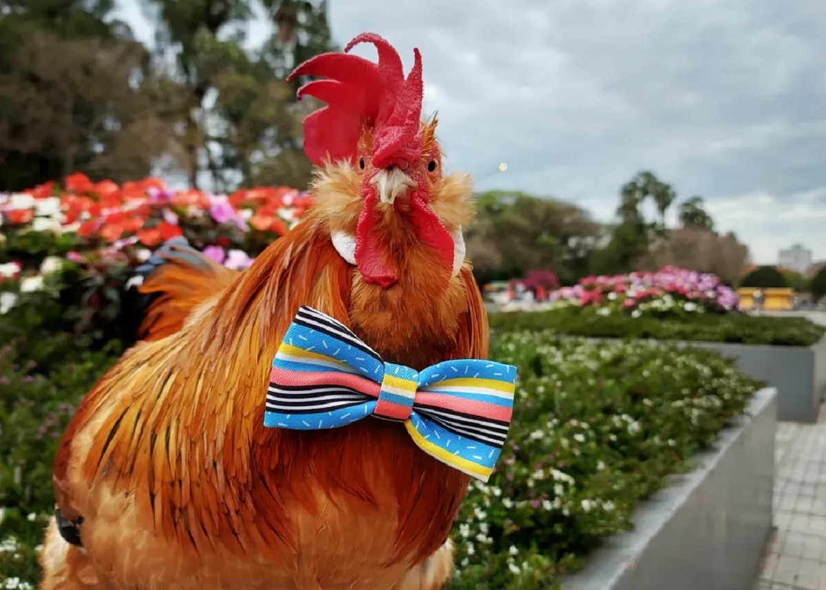 Você Não Tá Convidada pro Meu Bat Mitzvá!