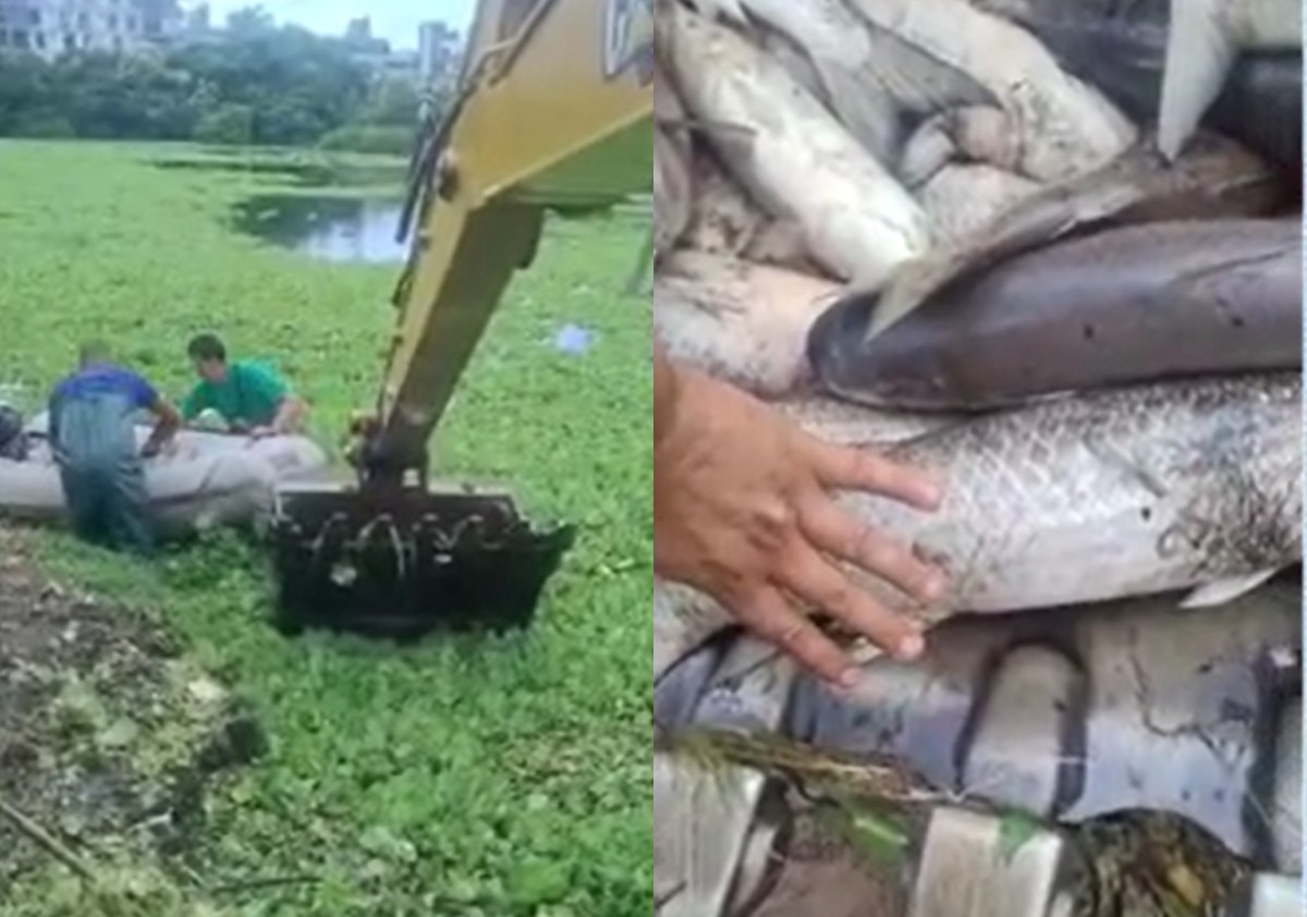 Tainhas surgem mortas em lago artificial em Jurerê e caso intriga pescadores em Florianópolis