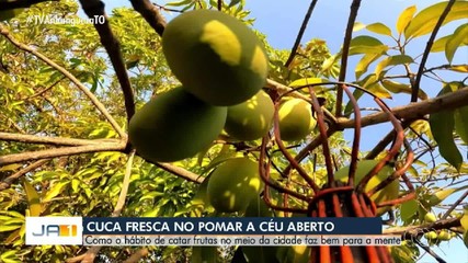 Moradores de Palmas cultivam o hábito de catar frutas na cidade