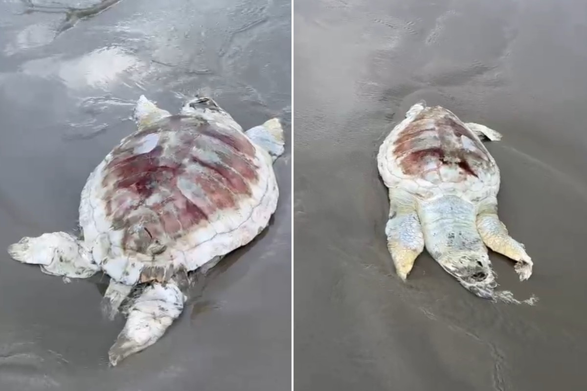 Tartaruga em decomposição é encontrada em praia do litoral de SP; VÍDEO