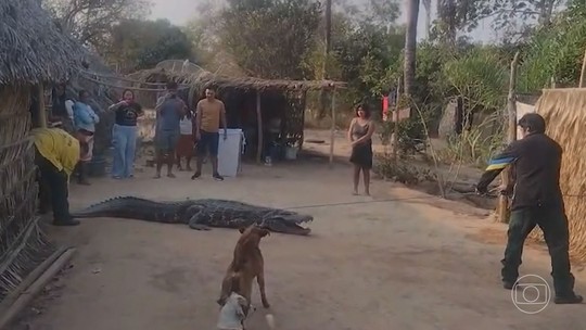 Com fogo descontrolado, animais lutam pela sobrevivência na Ilha do Bananal - Foto: (Reprodução/TV Globo)